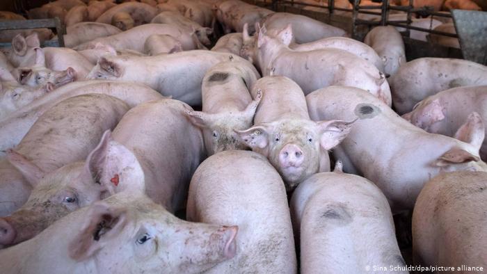 Alemania detectan su primer caso de peste porcina africana en criadero de cerdos