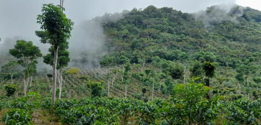 La Comisión Forestal para América Latina y el Caribe destacó el rol estratégico de los bosques regionales para mejorar los medios de vida, contrarrestar el cambio climático y detener la pérdida de la biodiversidad.