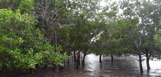 El escondido poder del carbono azul de los manglares contra el cambio climático