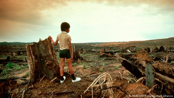 COP26: Líderes mundiales se comprometen a frenar la deforestación