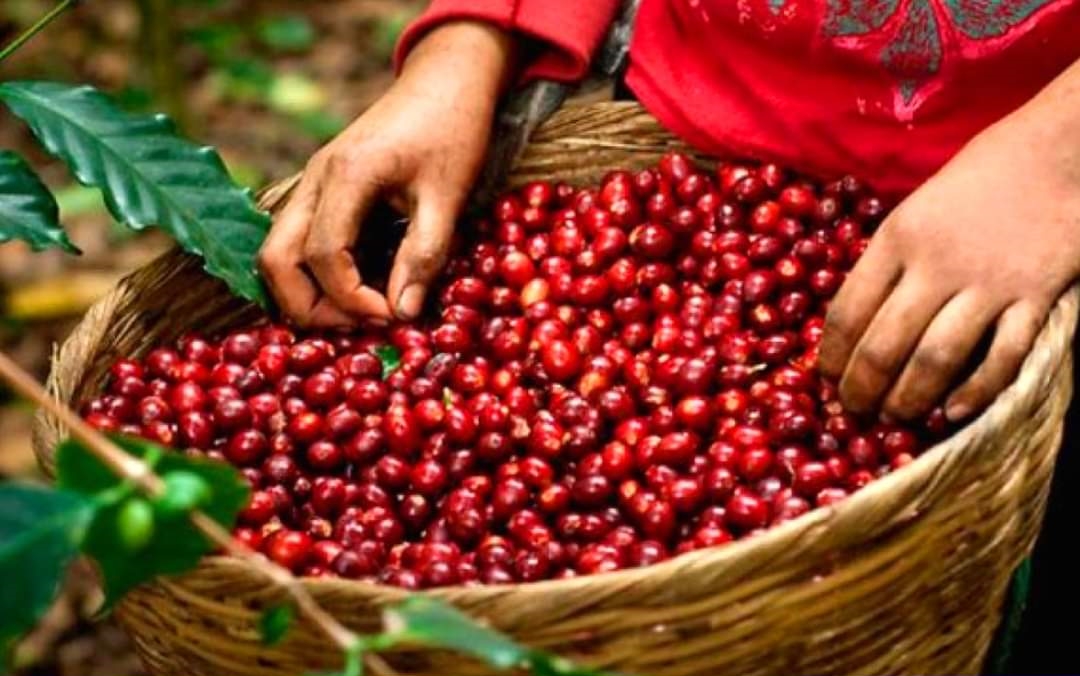 Apuestan por nueva ley del café que promoverá la comercialización nacional e internacional del grano de oro