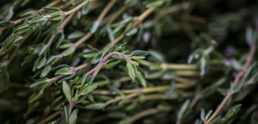 Científicos encuentran receta del compuesto anticancerígeno en hierbas como el tomillo y el orégano