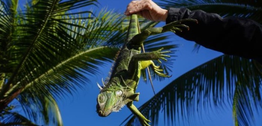 En el estado de Florida hizo tanto frío que «llovieron» iguanas