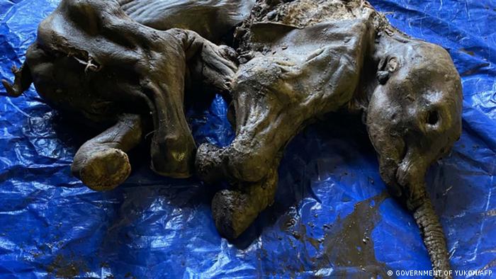 Mineros en Canadá encuentran bebé mamut lanudo de 30.000 años casi perfectamente conservado