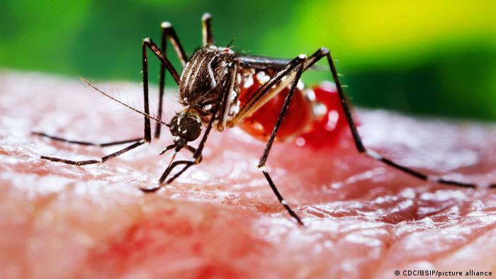 Algunos virus nos hacen más apetitosos para los mosquitos, según revela nuevo estudio