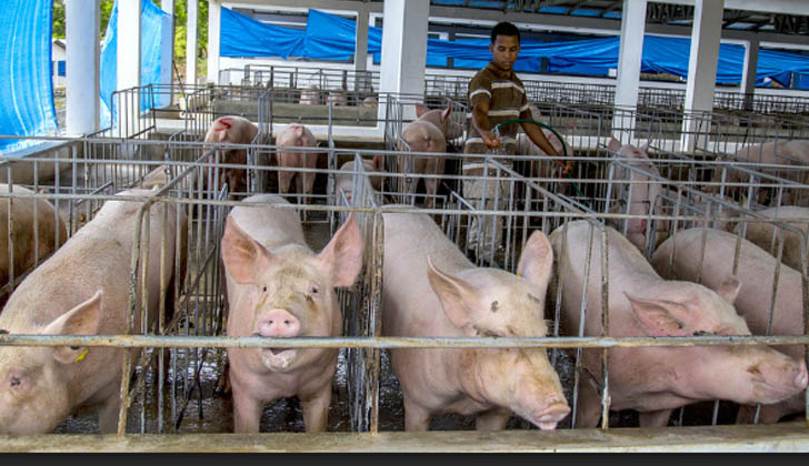 La FAO apoyará a 30 mil productores en Haití y en República Dominicana para combatir la peste porcina africana