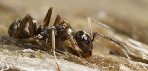 Las hormigas pueden detectar el olor del cáncer en la orina