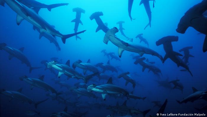 Costa Rica prohíbe la pesca y comercialización del tiburón martillo