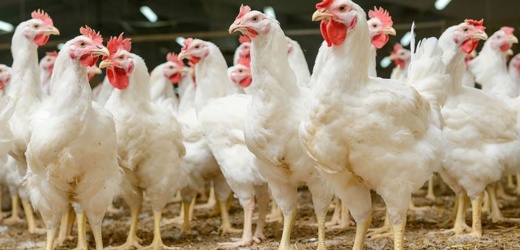 Carne de pollo es liberado del pago de importación en El Salvador