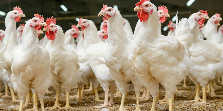 Carne de pollo es liberado del pago de importación en El Salvador
