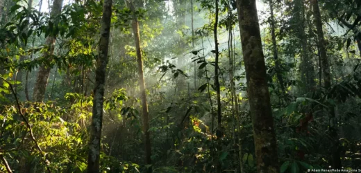 Fotosíntesis de los bosques tropicales podría fallar pronto