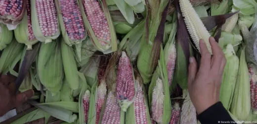 Producción de maíz cayó un 40 % en 2023 en México