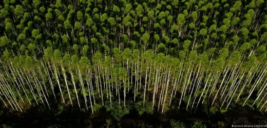 Eucaliptos en Brasil: el auge del carbón vegetal «verde»