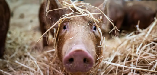 Japón: crean cerdos con órganos aptos para trasplante humano