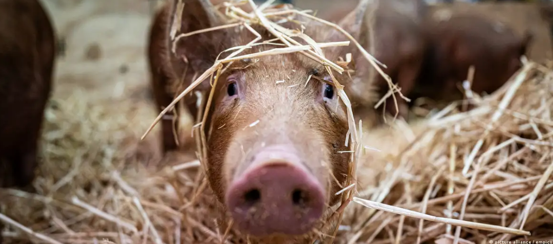 Japón: crean cerdos con órganos aptos para trasplante humano