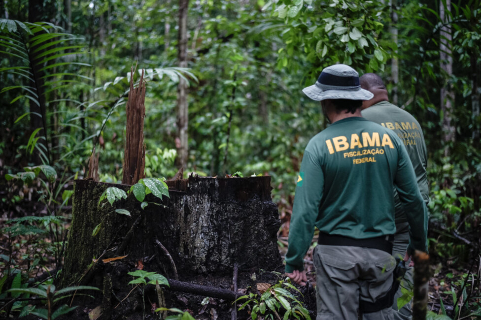 América Latina expande el marco legal contra los delitos ambientales