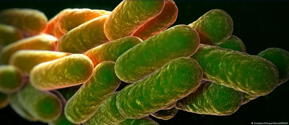 Hallan bacteria amazónica con propiedades anticancerígenas