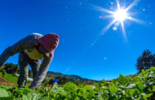 Acuerdo con organismo internacional posibilitará hacer proyecto de agricultura climática