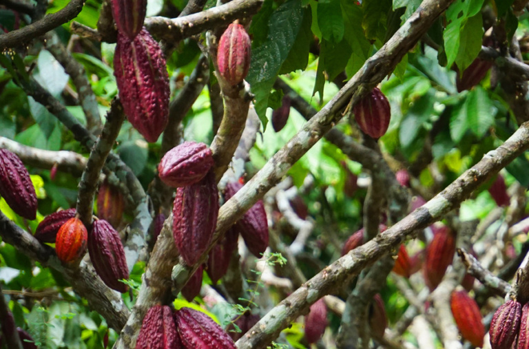 Navegación de entradas