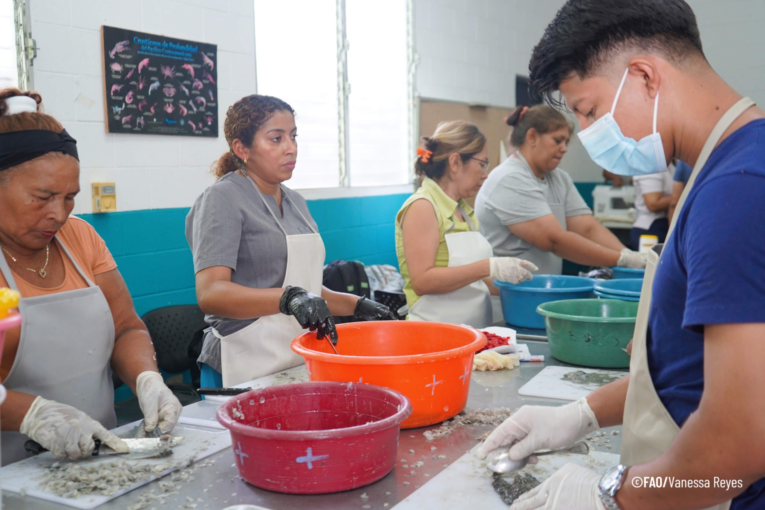 FAO y CENDEPESCA impulsan procesamiento innovador de peces para dinamizar la economía azul en El Salvador.