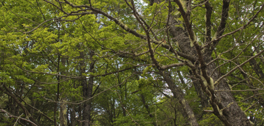 La Comisión Forestal para América Latina y el Caribe traza el rumbo hacia la gestión forestal sostenible 