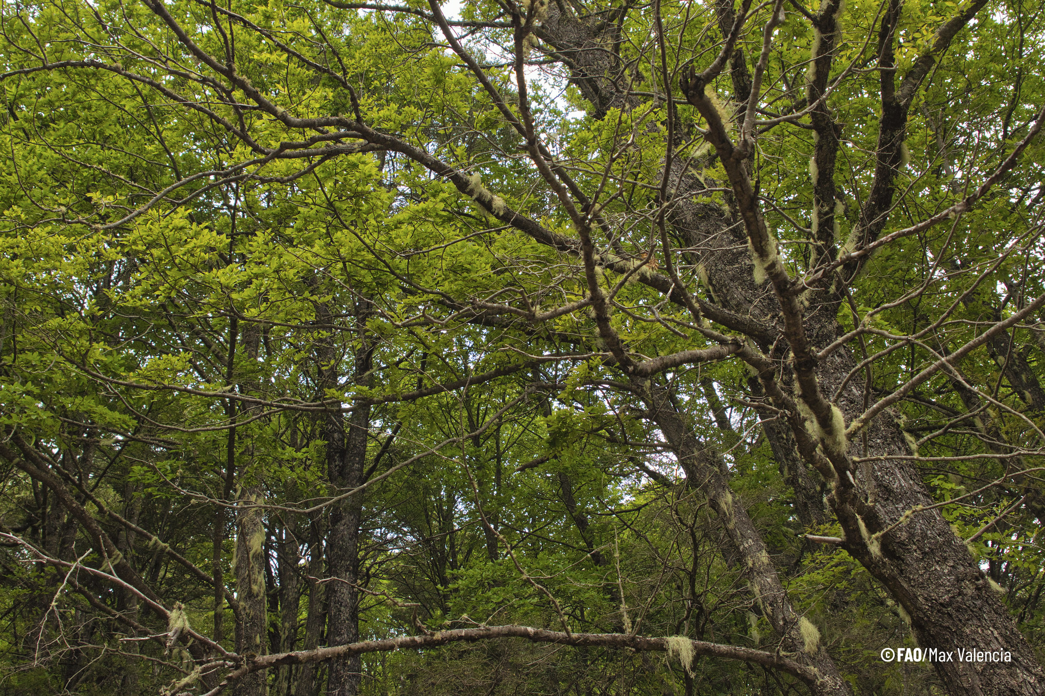 La Comisión Forestal para América Latina y el Caribe traza el rumbo hacia la gestión forestal sostenible 