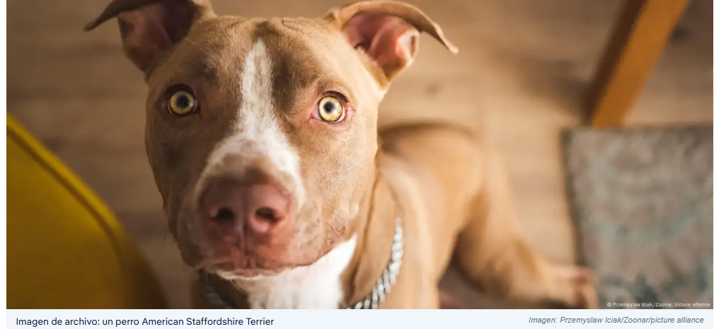Interacción con perros impacta zona cerebral y alivia estrés