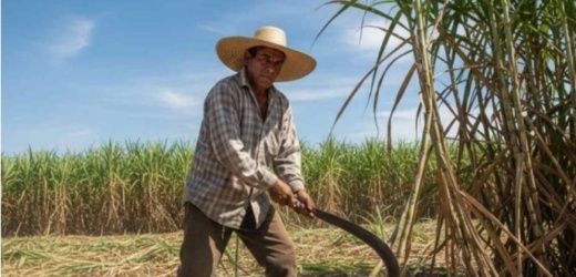 Consejo azucarero recibiría fondos para operar en presente año fiscal