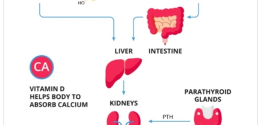 Importancia de la vitamina D en nuestro organismo