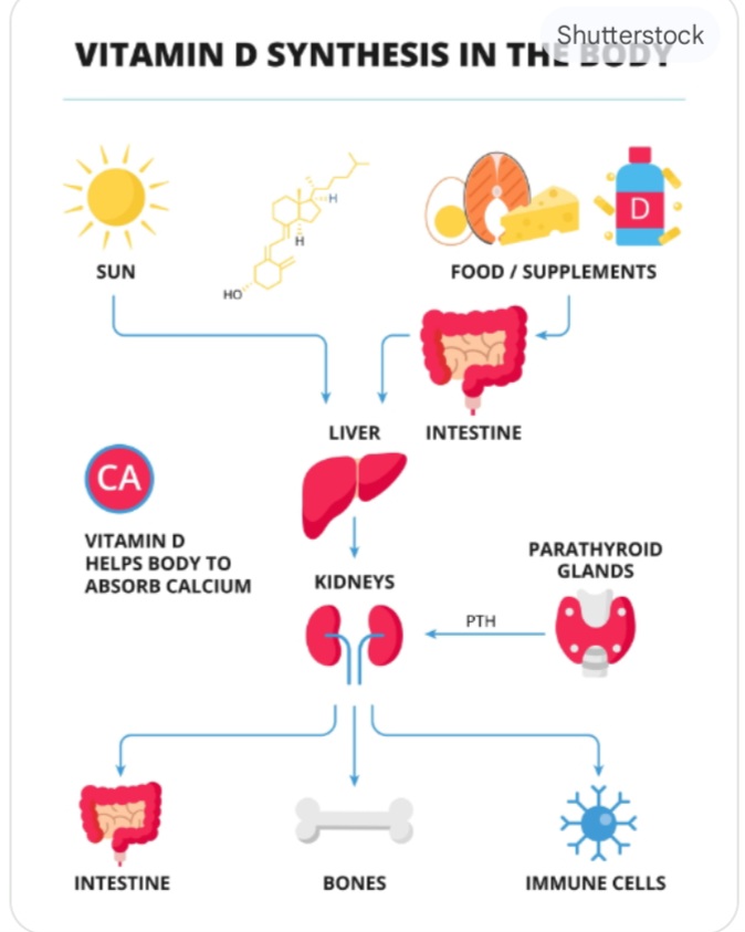 Importancia de la vitamina D en nuestro organismo