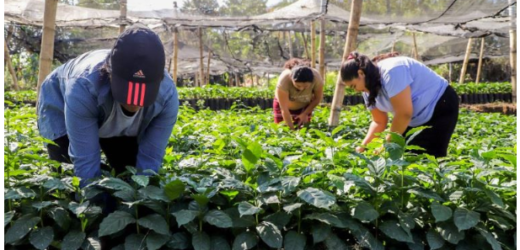 Reformas a la ley para comercializar y registrar café facilitarán su exportación