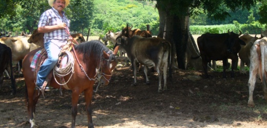 Reforma legislativa enciende alarmas: Ganaderos salvadoreños denuncian competencia desleal por apertura a la leche en polvo