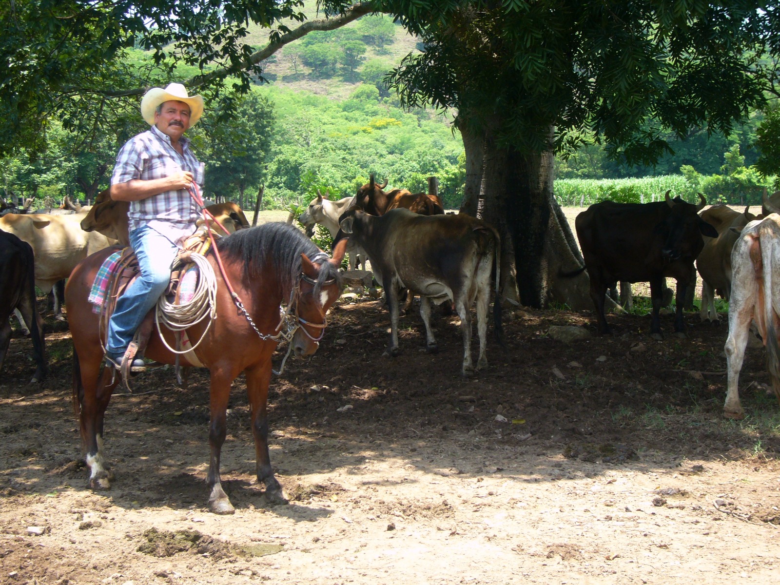 Reforma legislativa enciende alarmas: Ganaderos salvadoreños denuncian competencia desleal por apertura a la leche en polvo