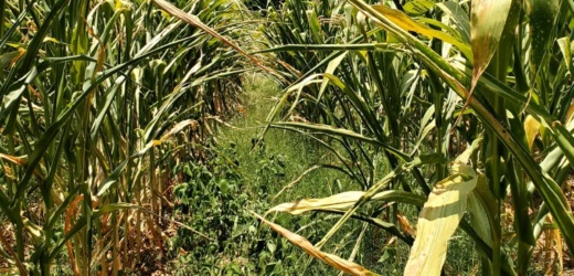 El Salvador enfrenta presión económica y vulnerabilidad agrícola ante sequías focalizadas en el Corredor Seco
