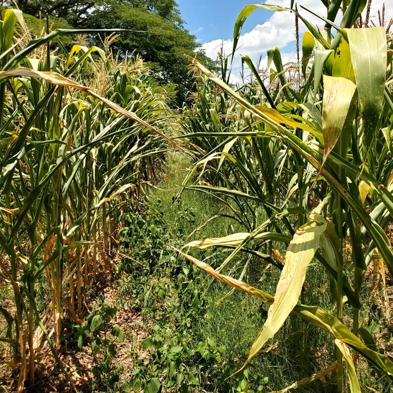El Salvador enfrenta presión económica y vulnerabilidad agrícola ante sequías focalizadas en el Corredor Seco