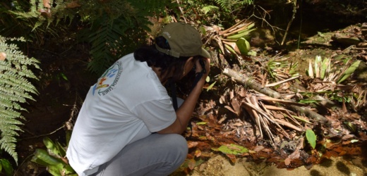 América Latina y el Caribe requiere US$170.000 millones anuales para frenar la crisis de biodiversidad
